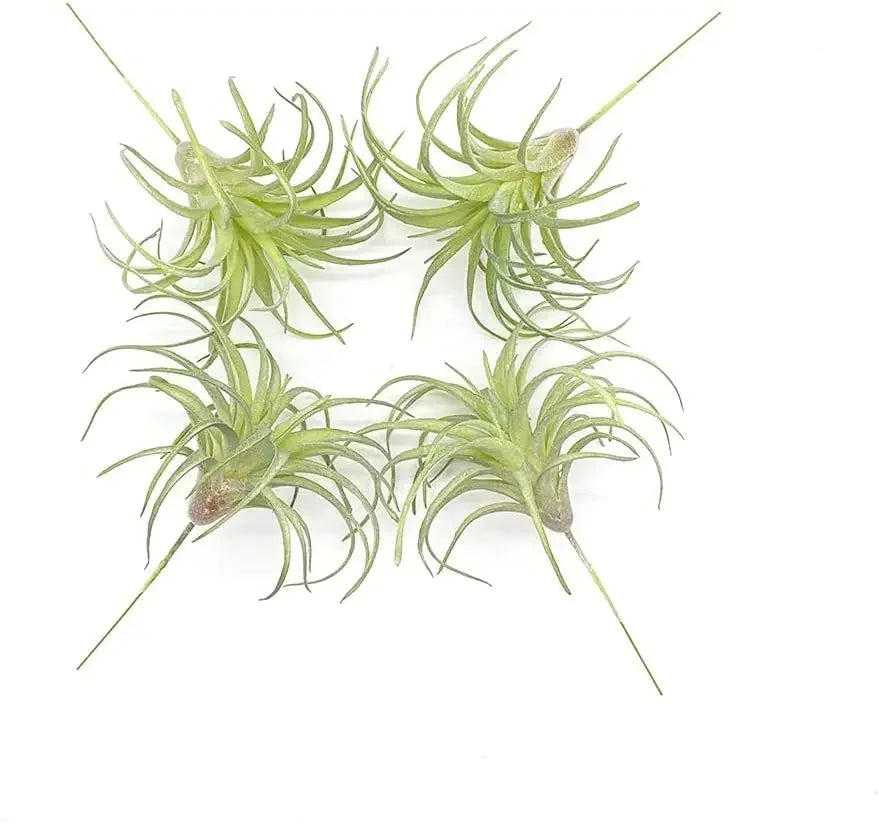4 Pack Artificial Faux Air Plants Grass Tillandsia Bromeliads for Home Decor Terrarium Project Greenery