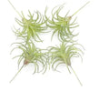 4 Pack Artificial Faux Air Plants Grass Tillandsia Bromeliads for Home Decor Terrarium Project Greenery