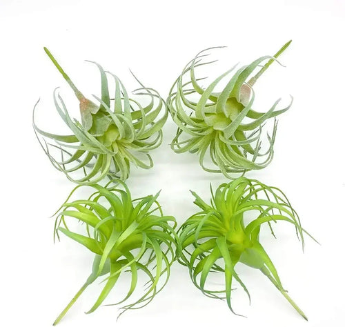 4 Pack Artificial Faux Air Plants Grass Tillandsia Bromeliads for Home Decor Terrarium Project Greenery